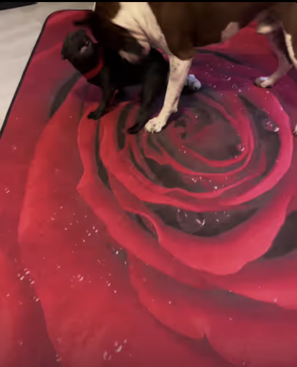 Frenchie Yoda playing with her big brother!